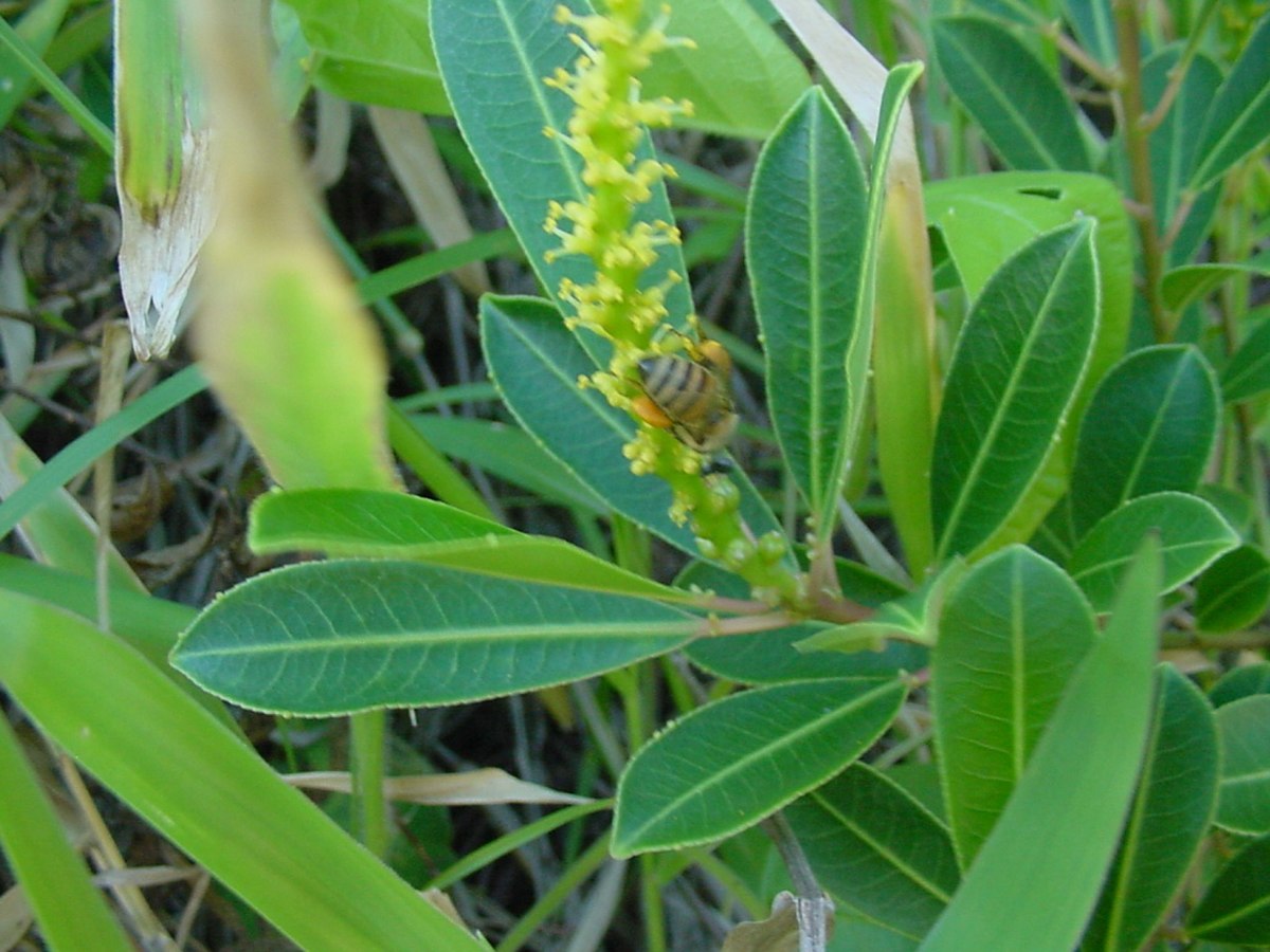 Sapium