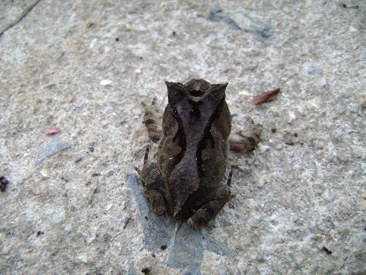 Proceratophrys boiei