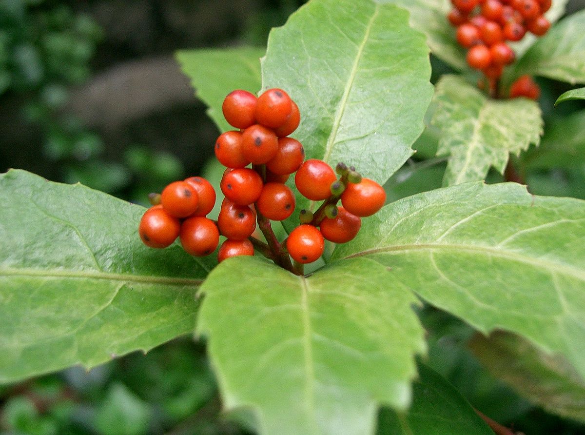 Chloranthaceae