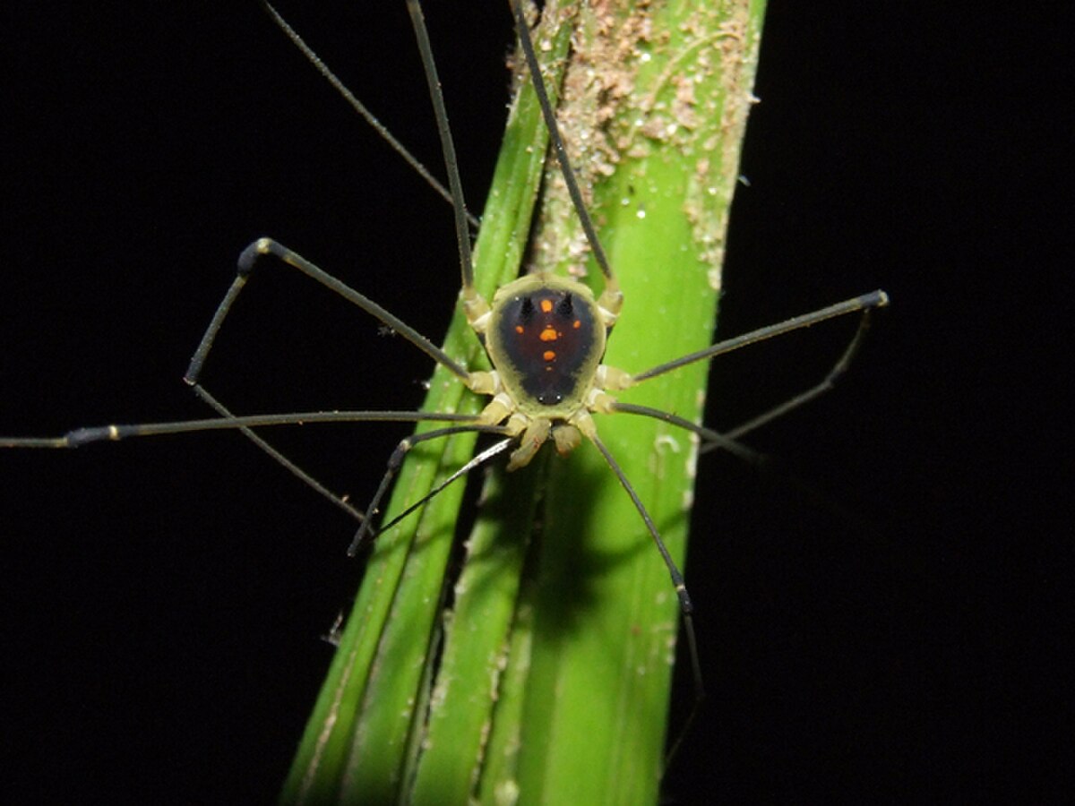 Cosmetidae