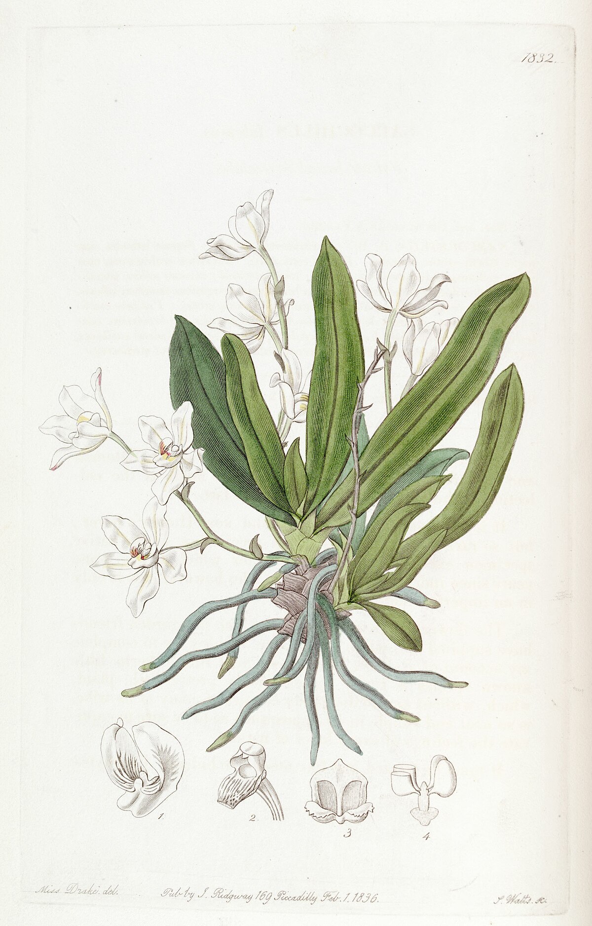 Sarcochilus