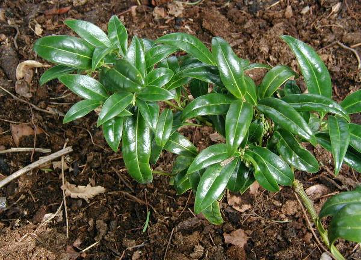 Sarcococca