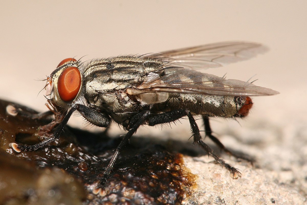 Sarcophaga sp.
