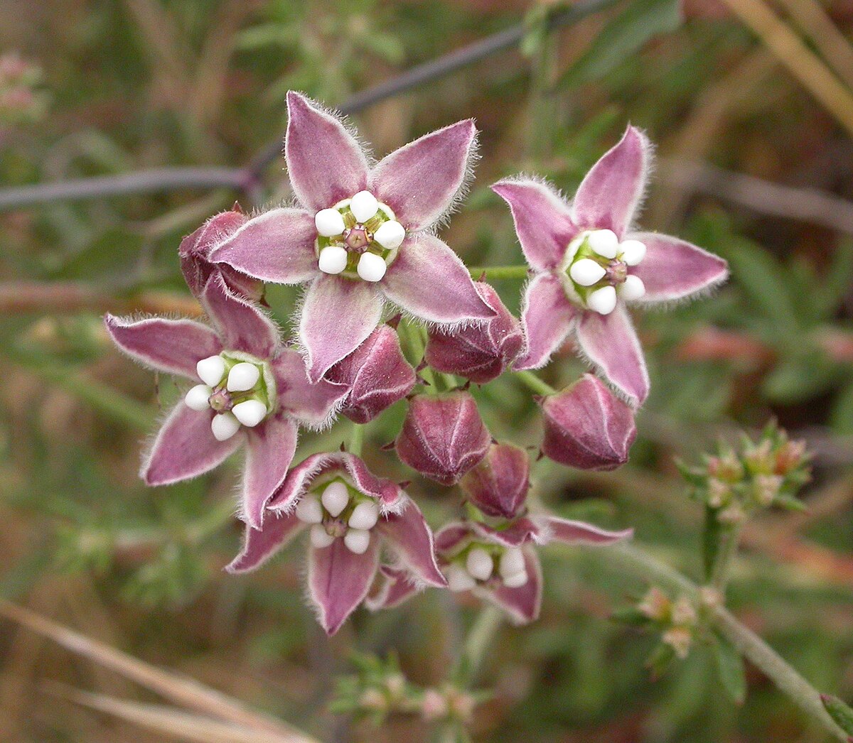 Sarcostemma
