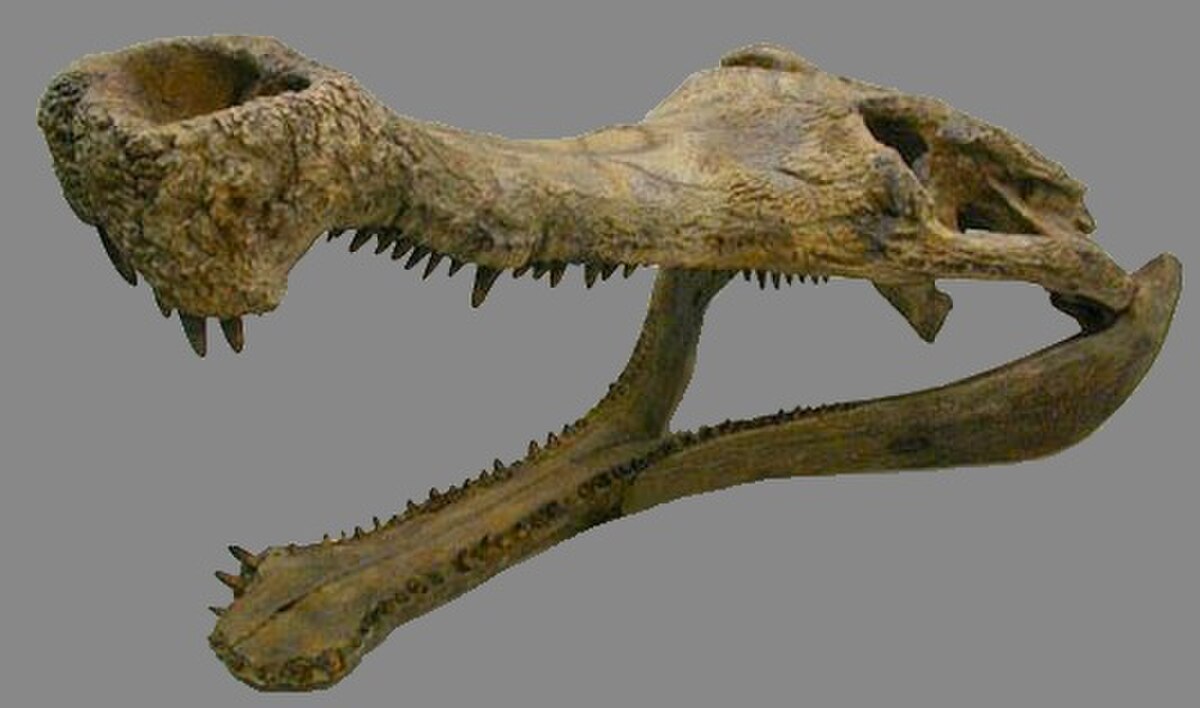Sarcosuchus
