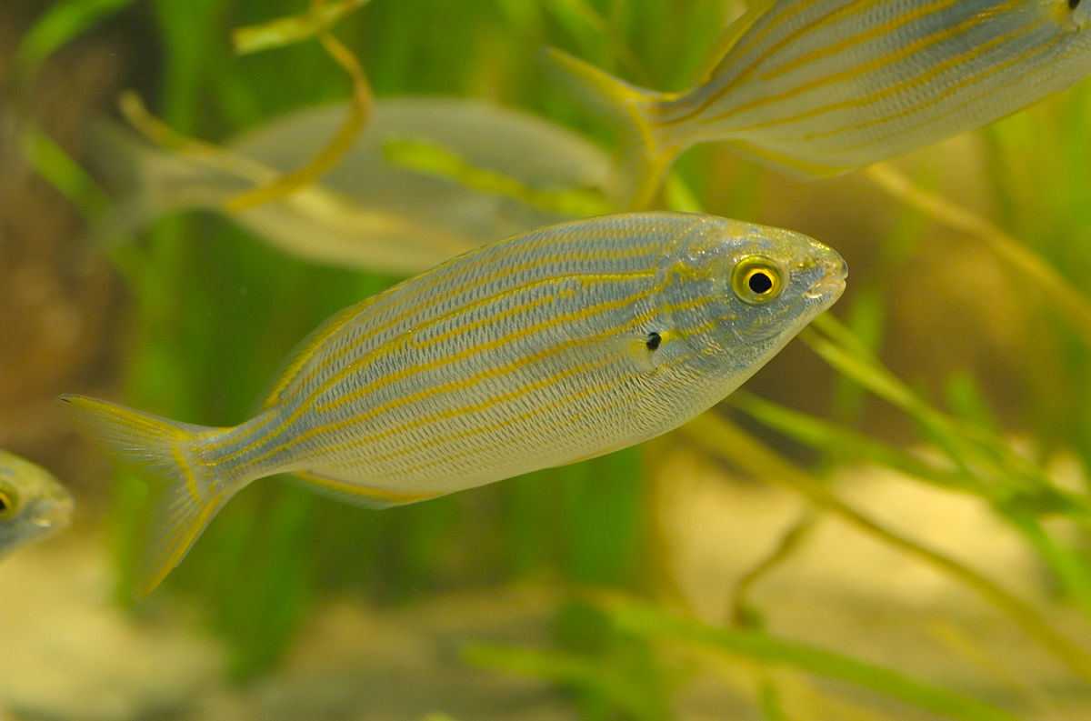 Sarpa salpa