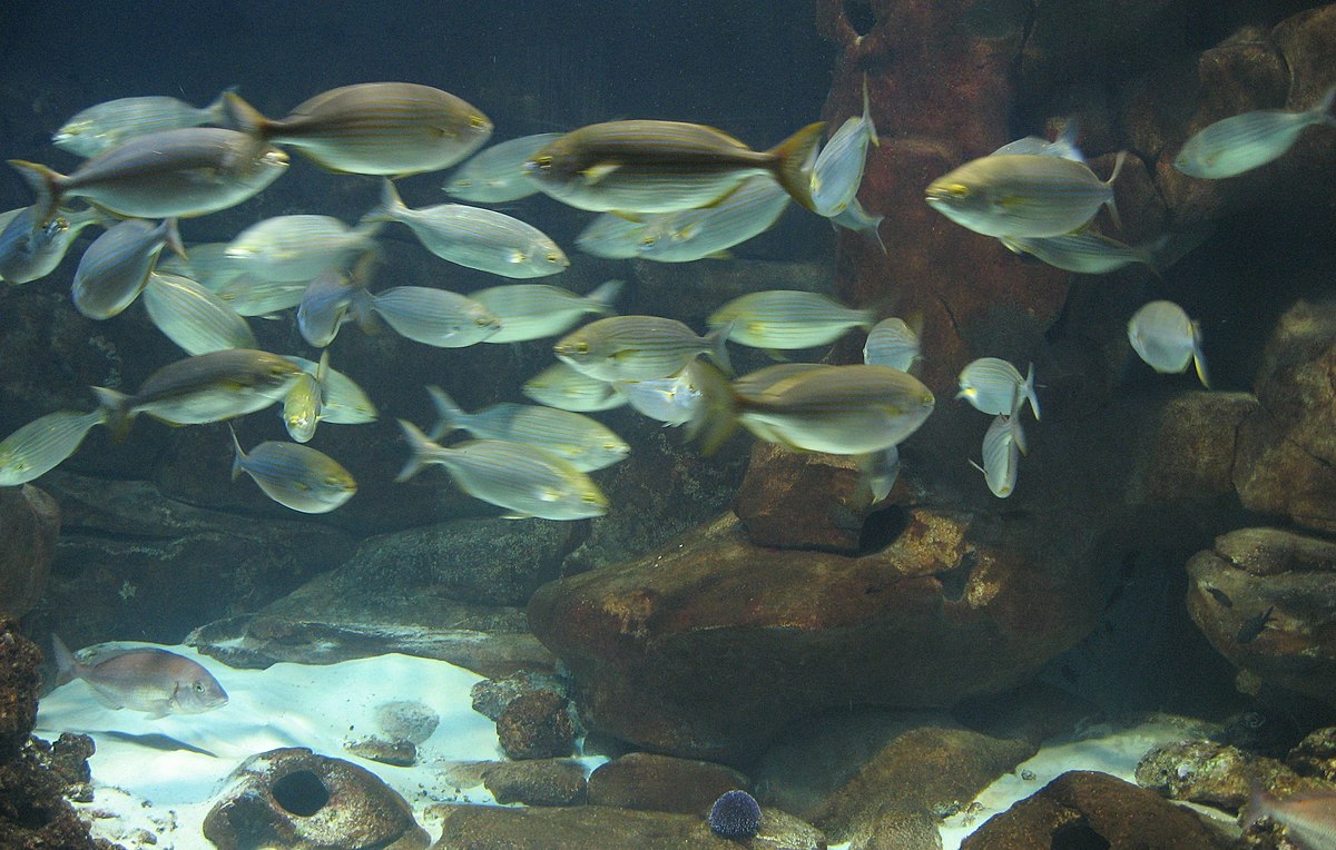 Sparidae