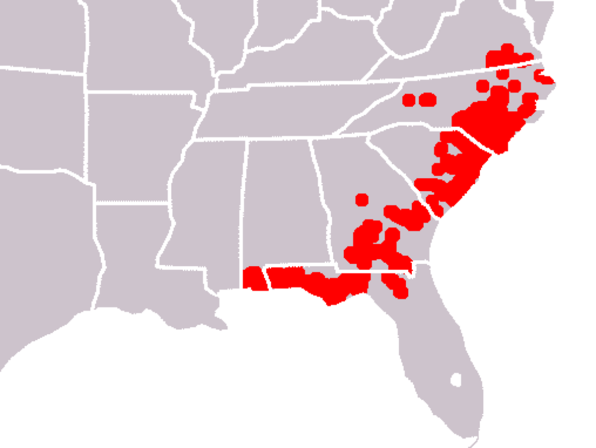 Sarracenia flava range.png