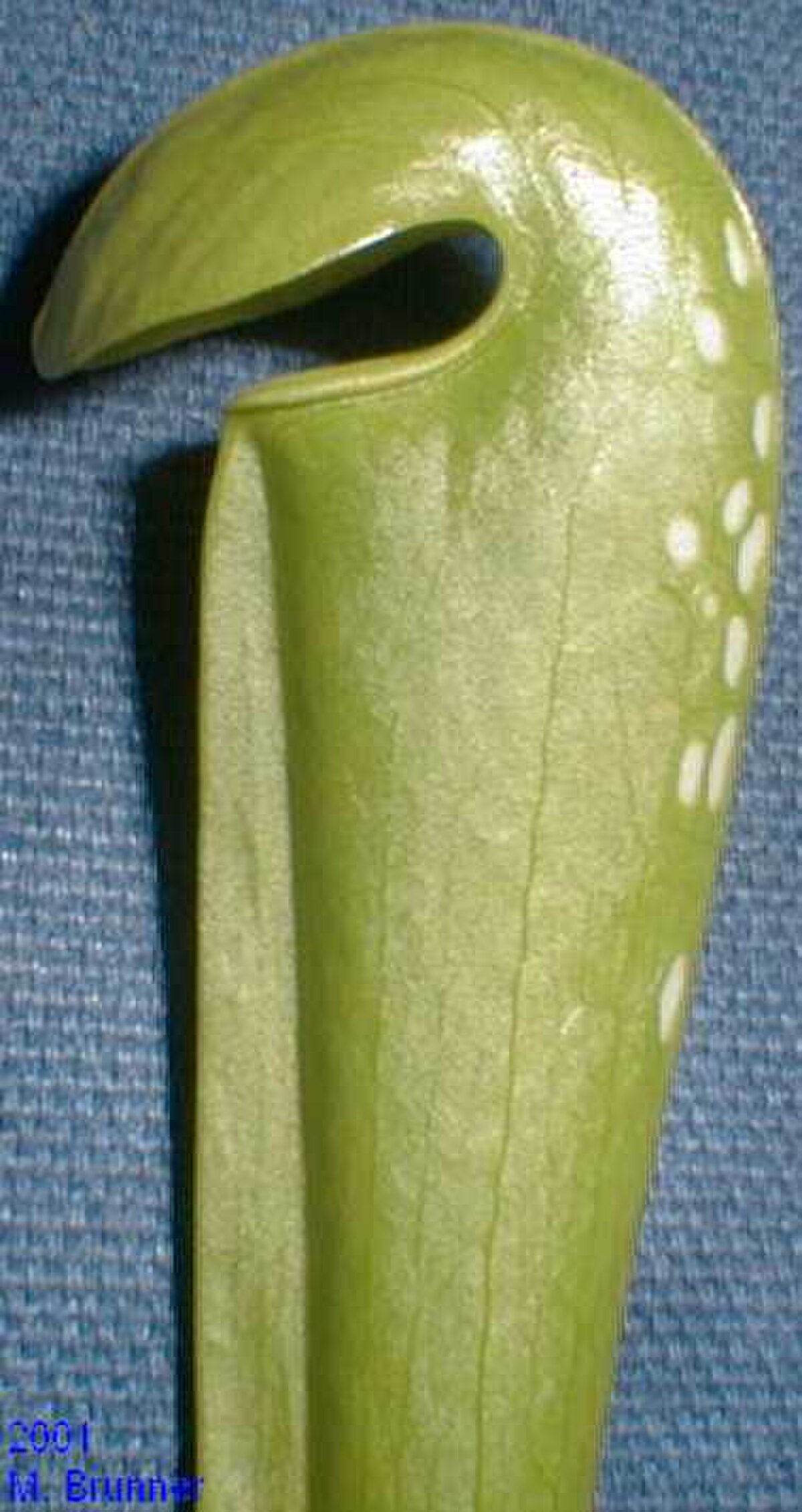Sarracenia minor