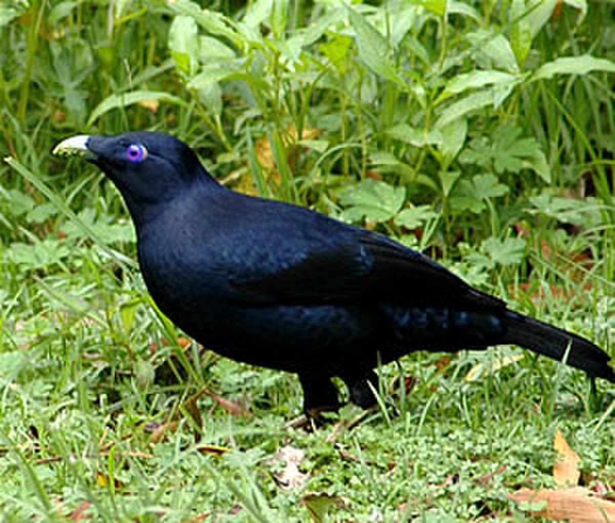 Ptilonorhynchidae