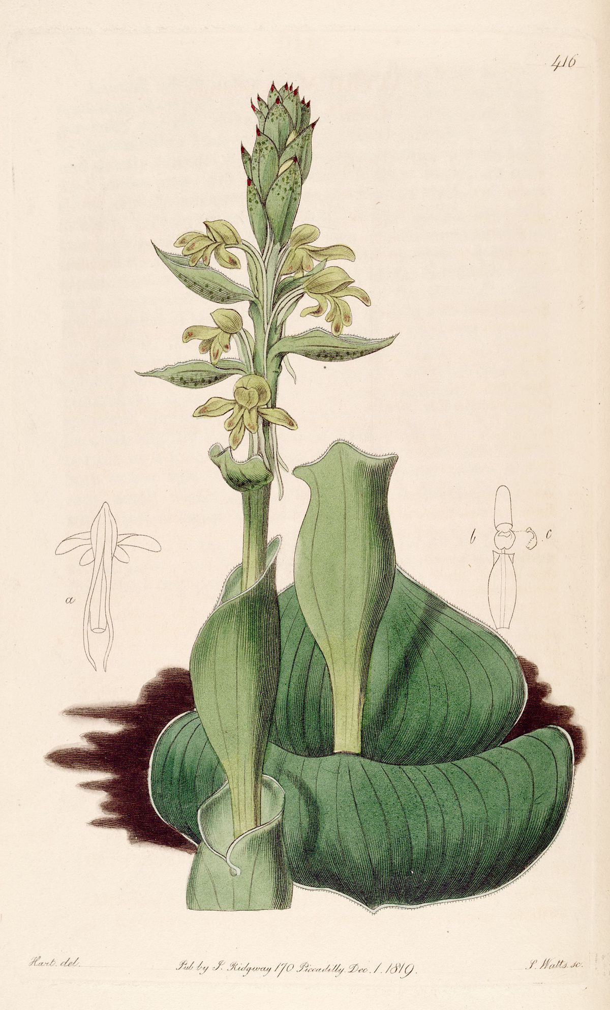 Satyrium (plante)