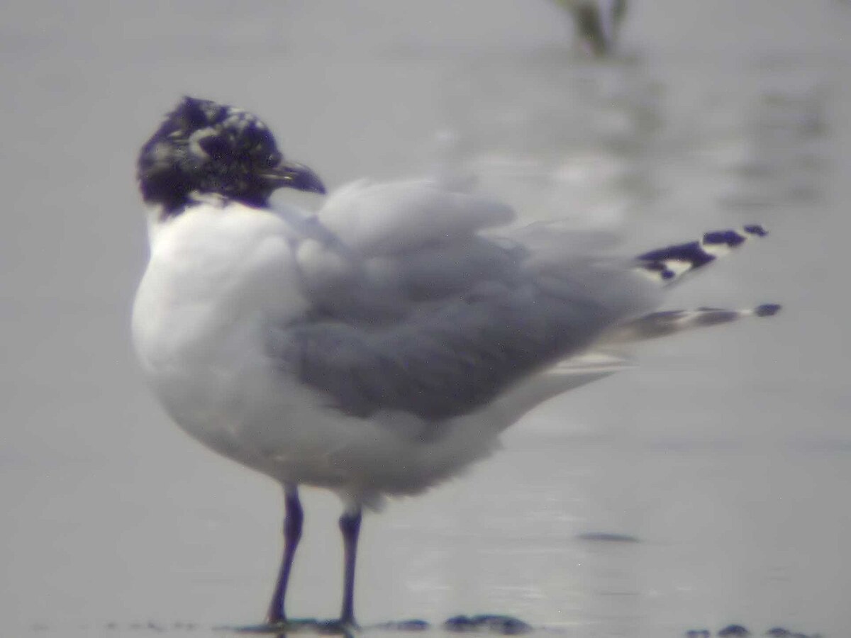 Mouette de Saunders
