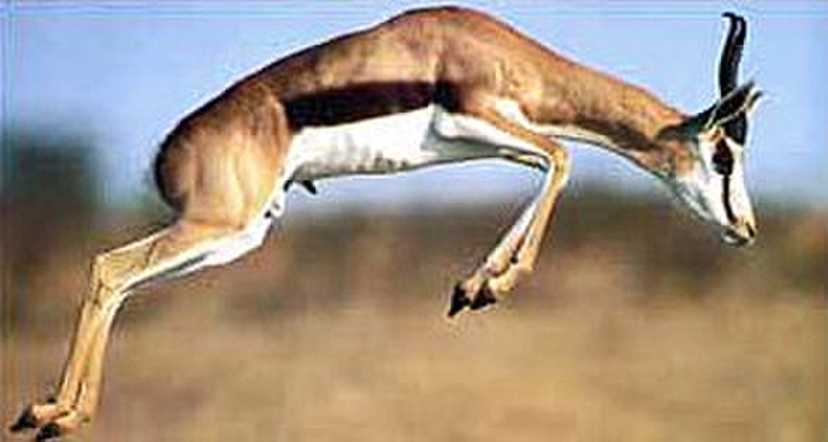 Springbok