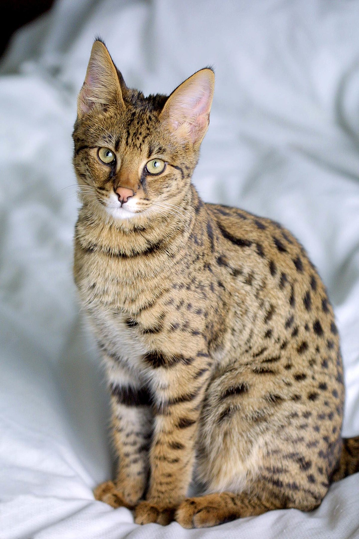 Savannah (chat)