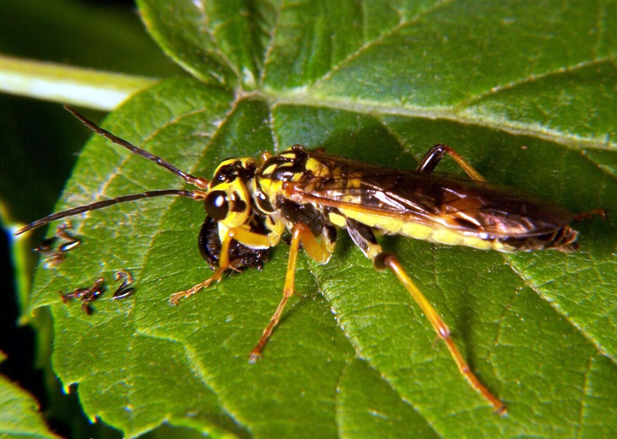 Tenthredinidae