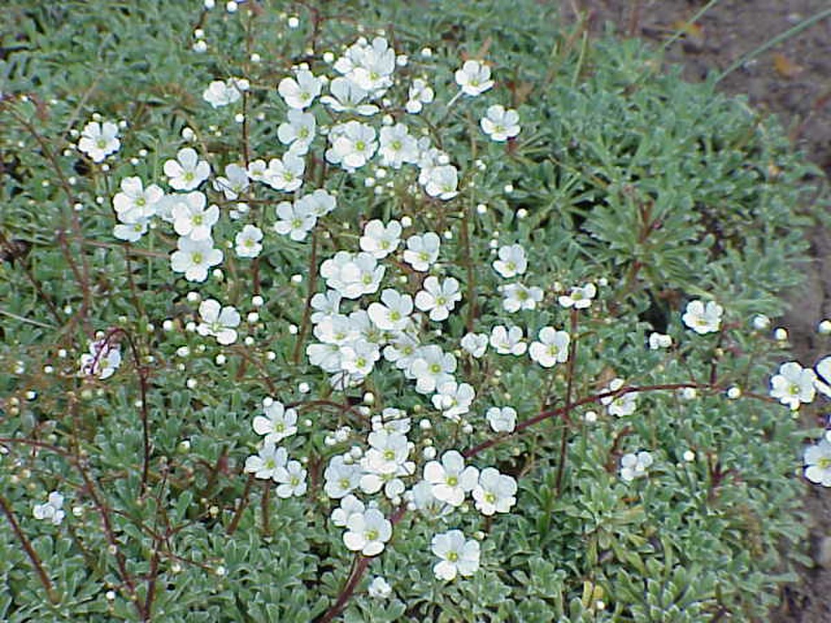 Saxifragaceae