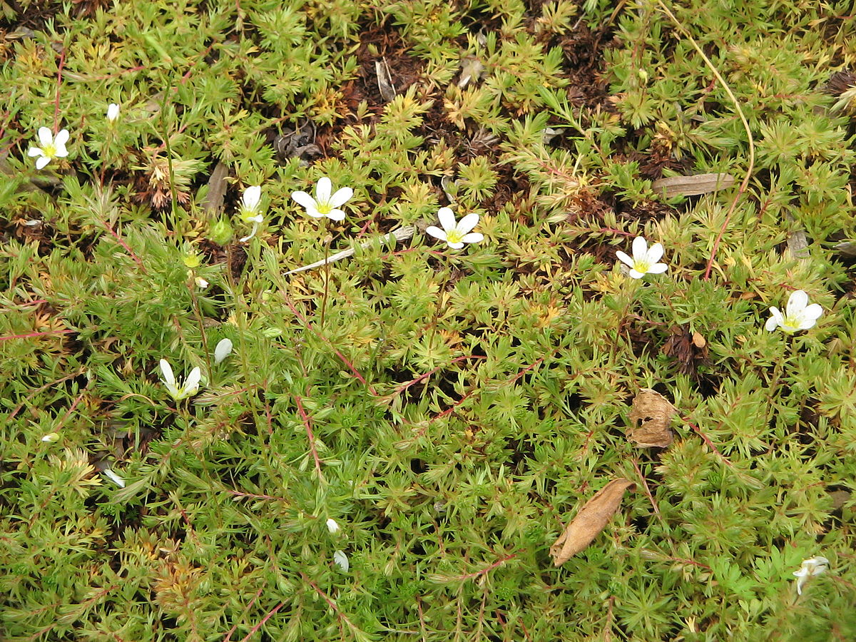 Saxifrage