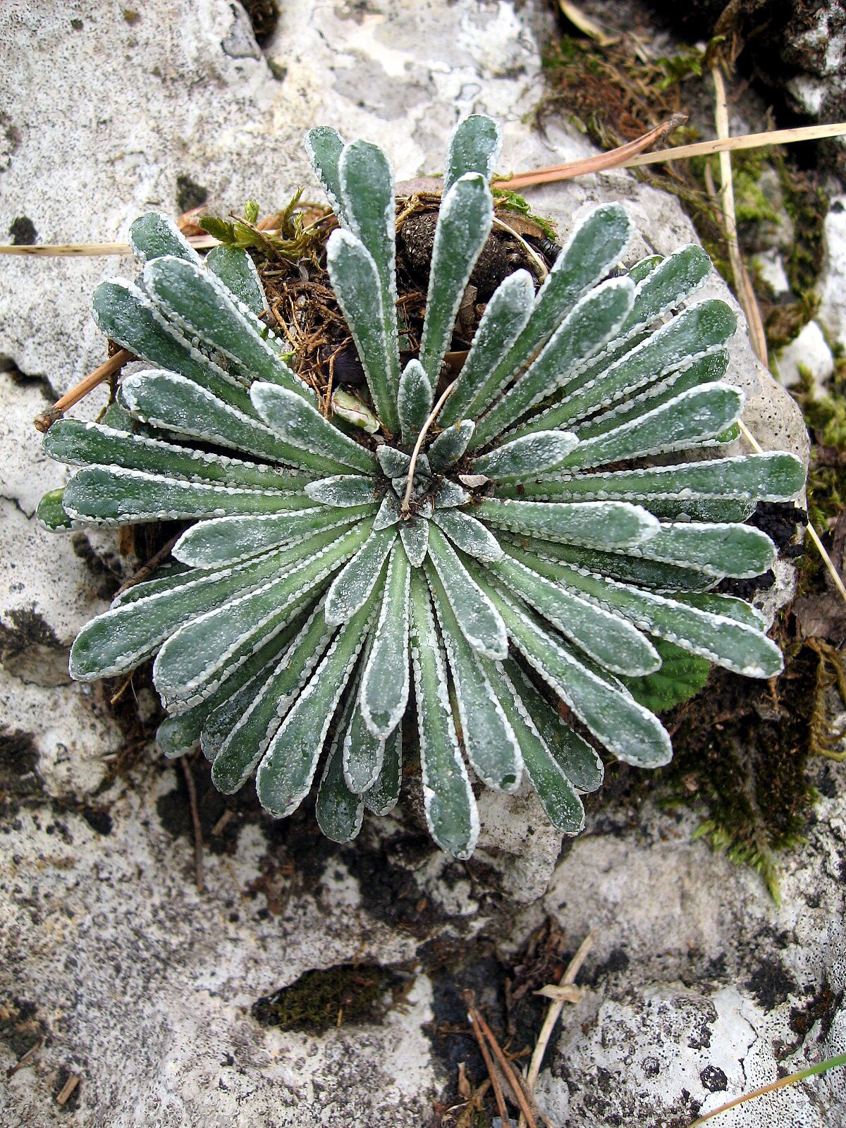 Saxifraga longifolia