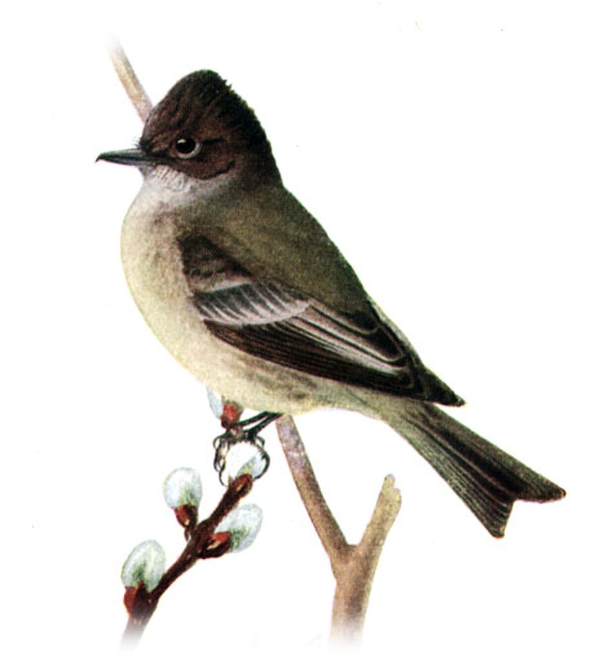 Sayornis phoebeAAP067B.jpg