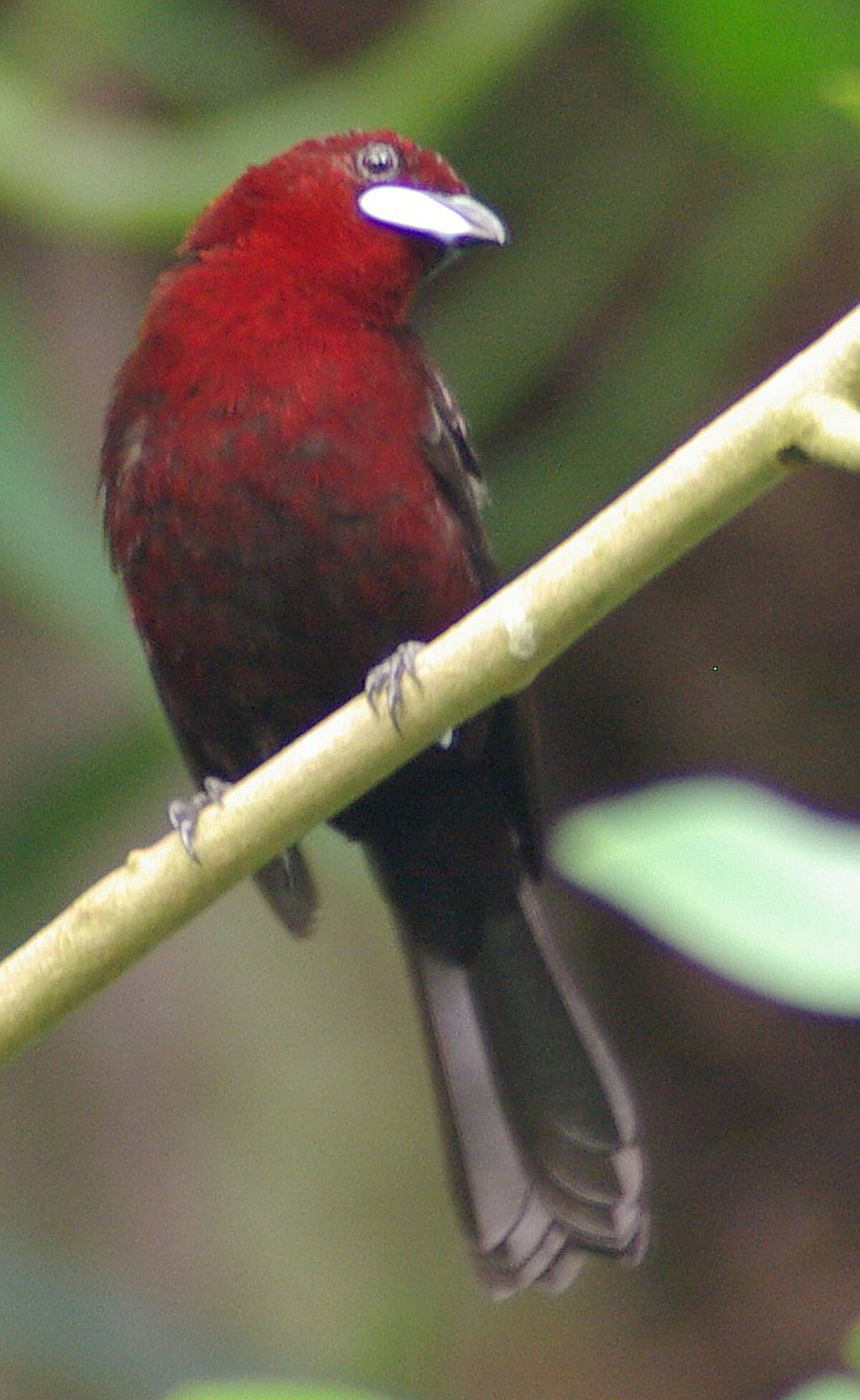 Tangara à bec d'argent