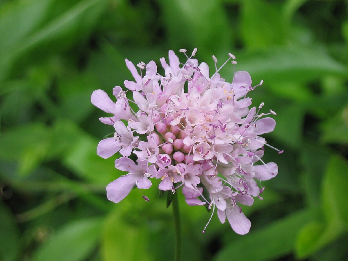 Scabiosa