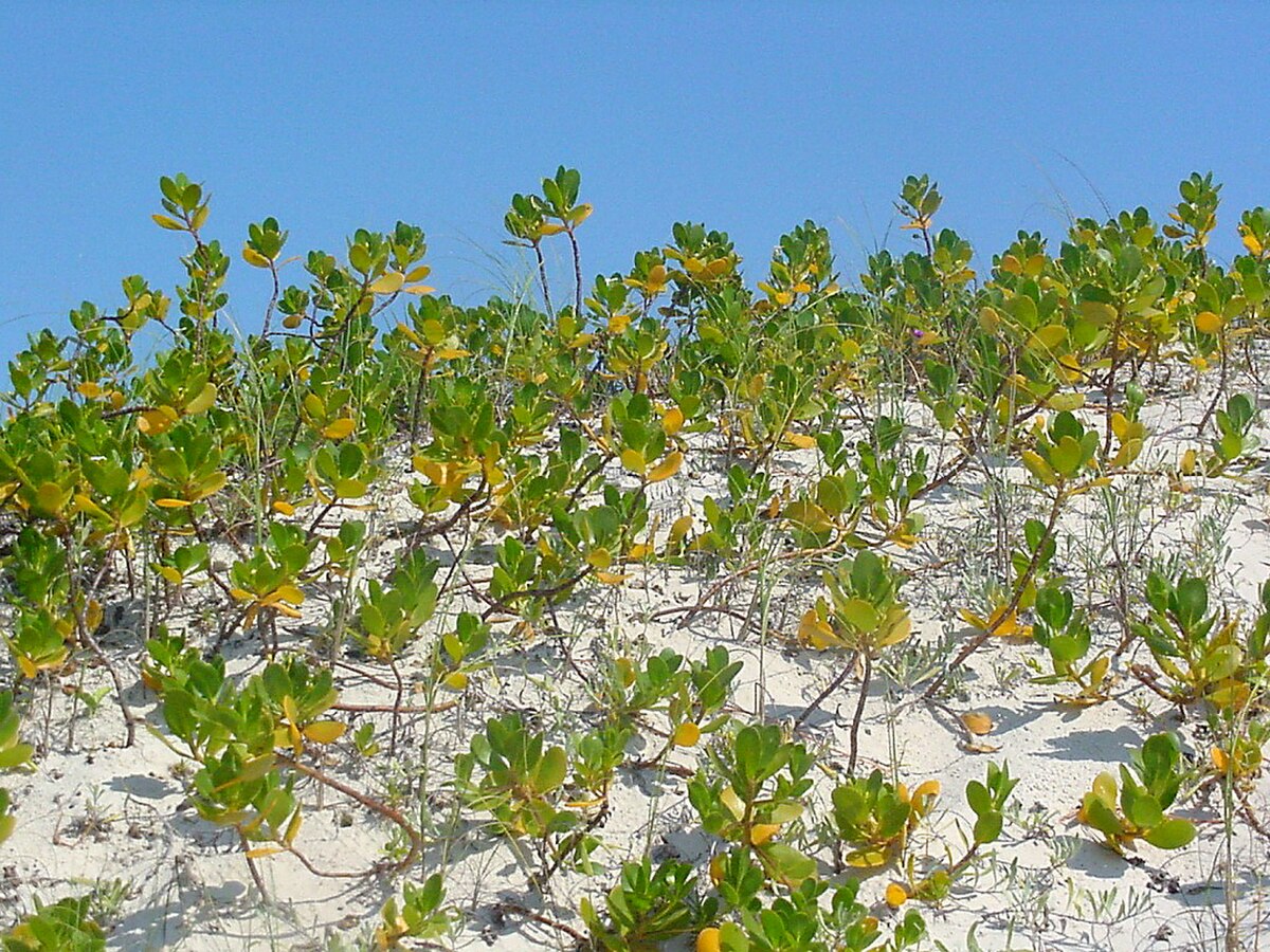 Scaevola plumieri
