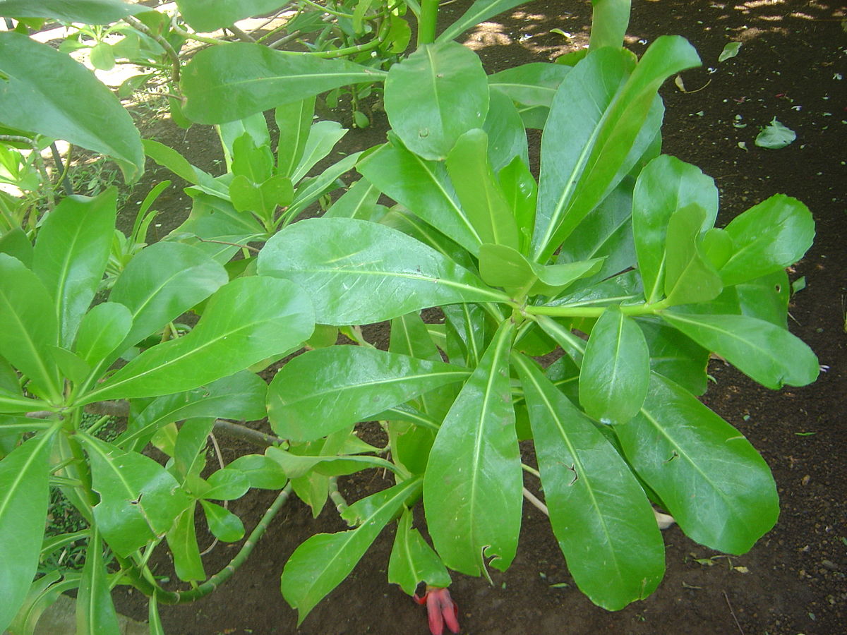 Goodeniaceae