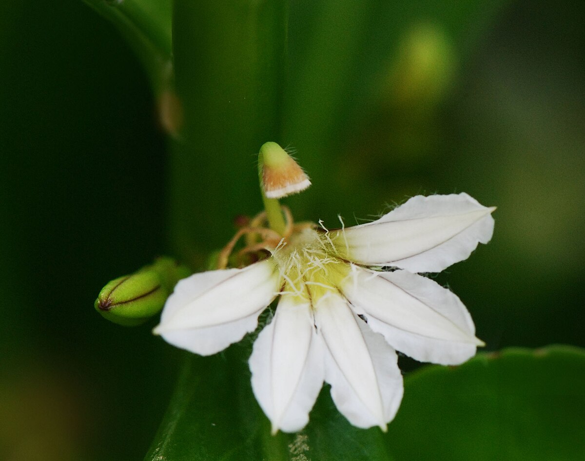 Scaevola