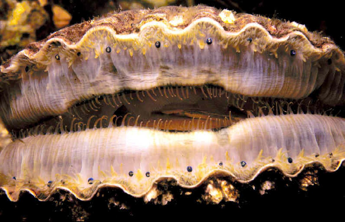 Coquille Saint-Jacques
