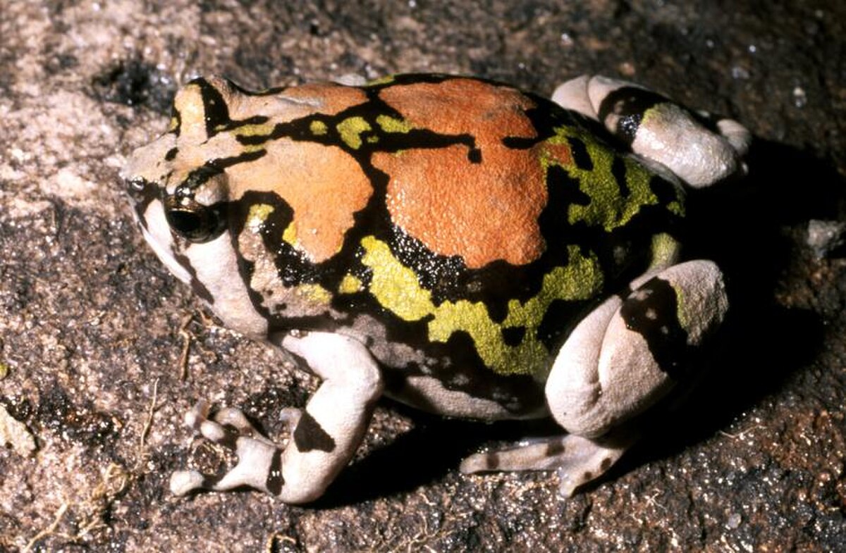 Scaphiophryninae