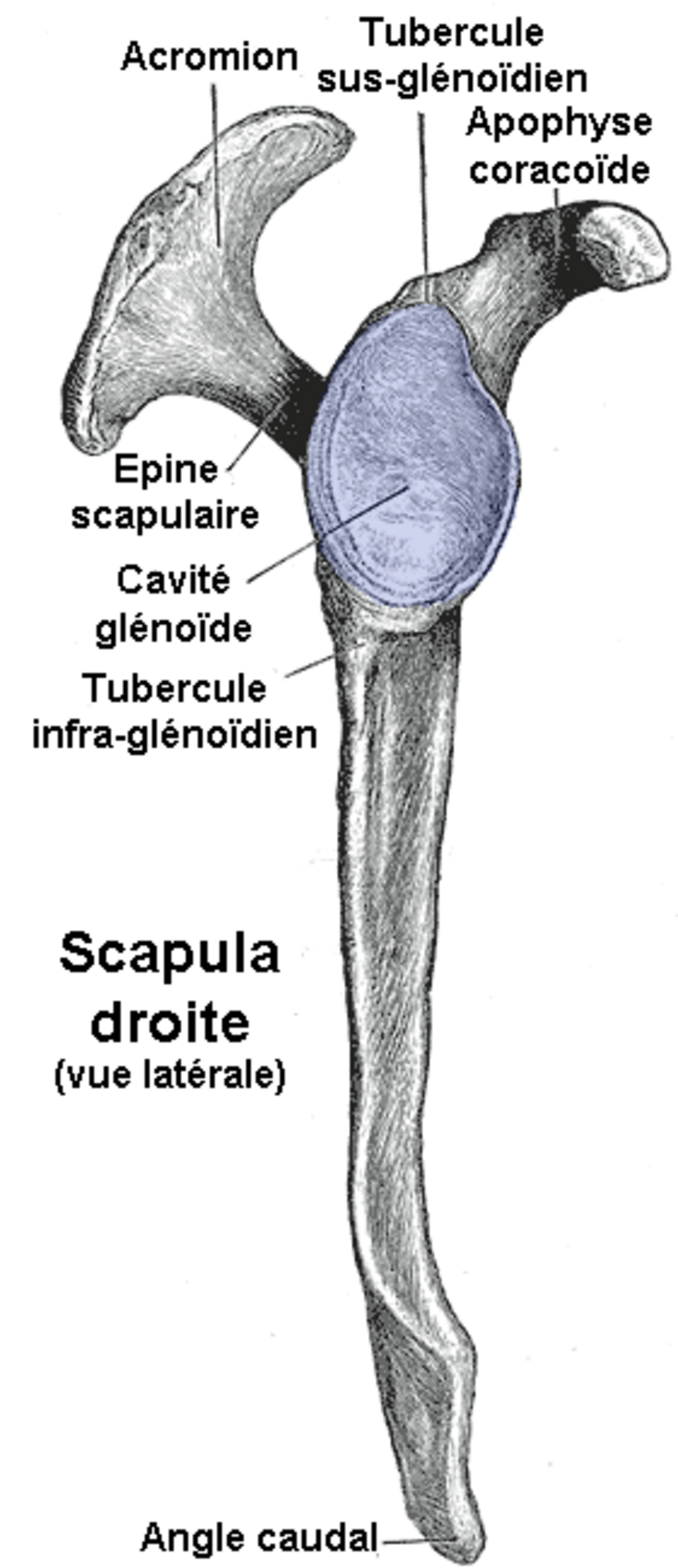 Scapula2.png