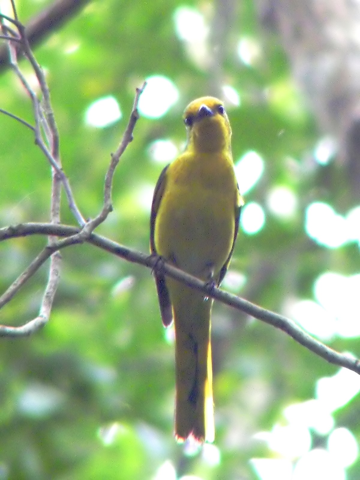 Minivet