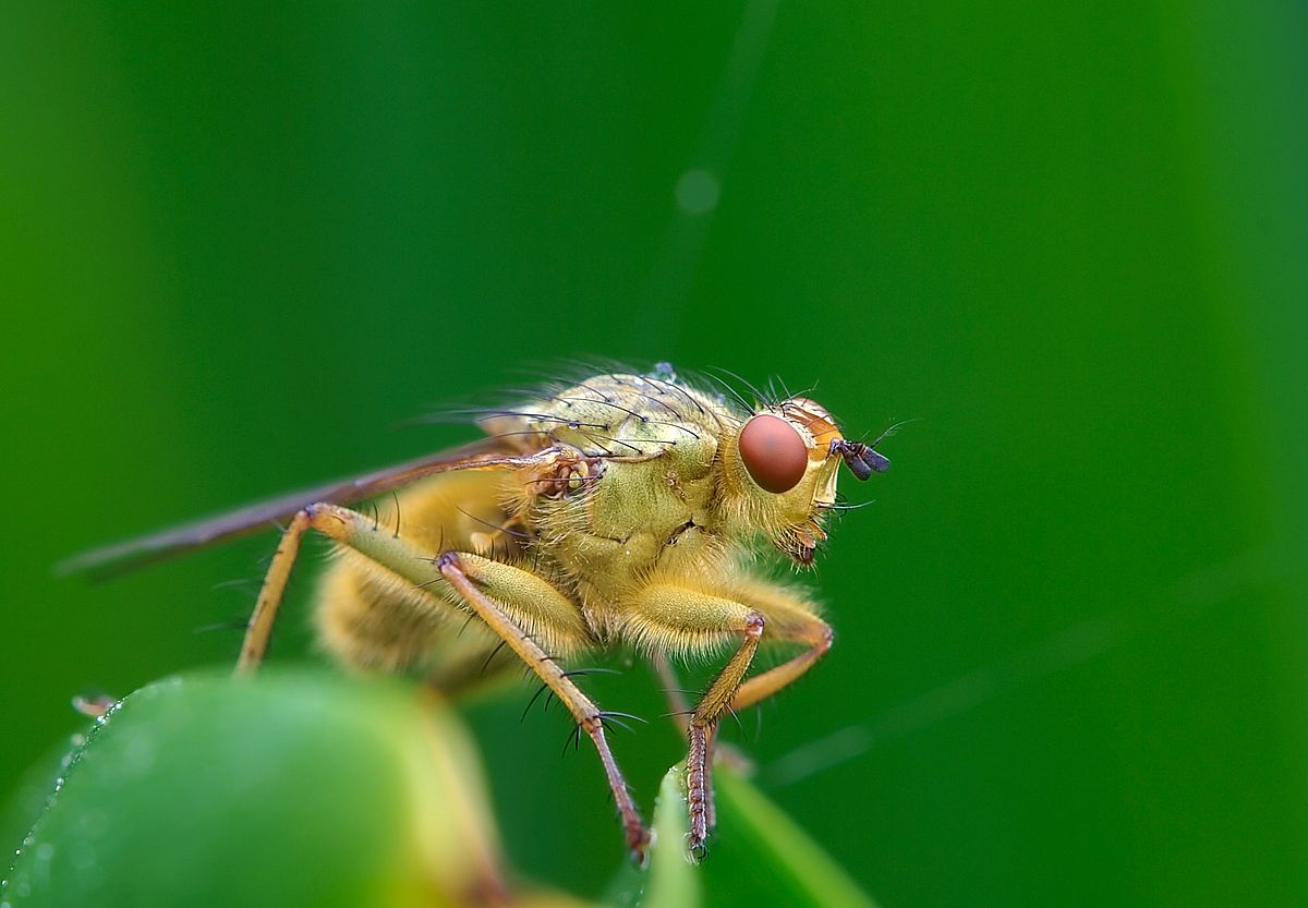 Scatophage du fumier