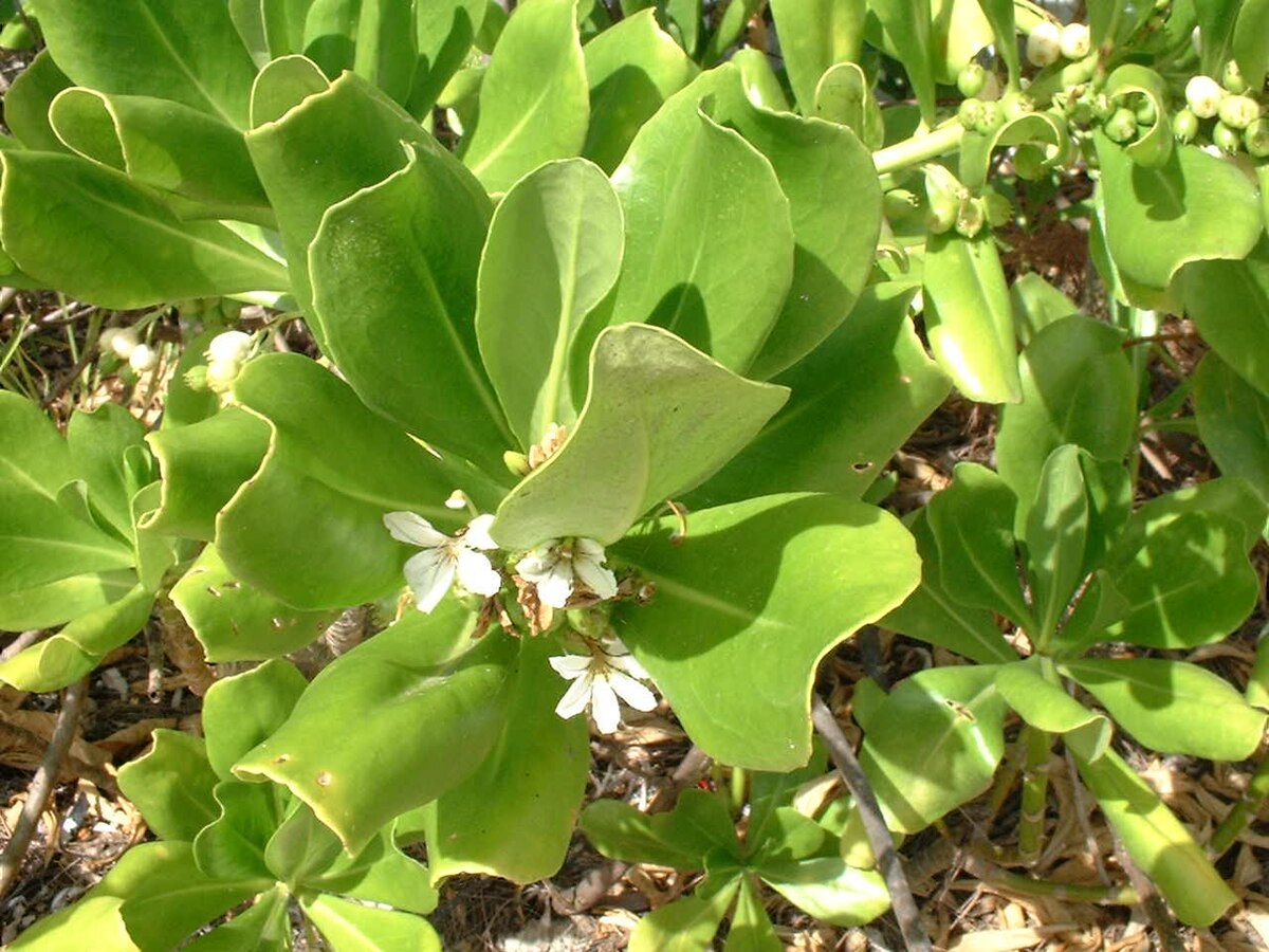 Scaevola taccada