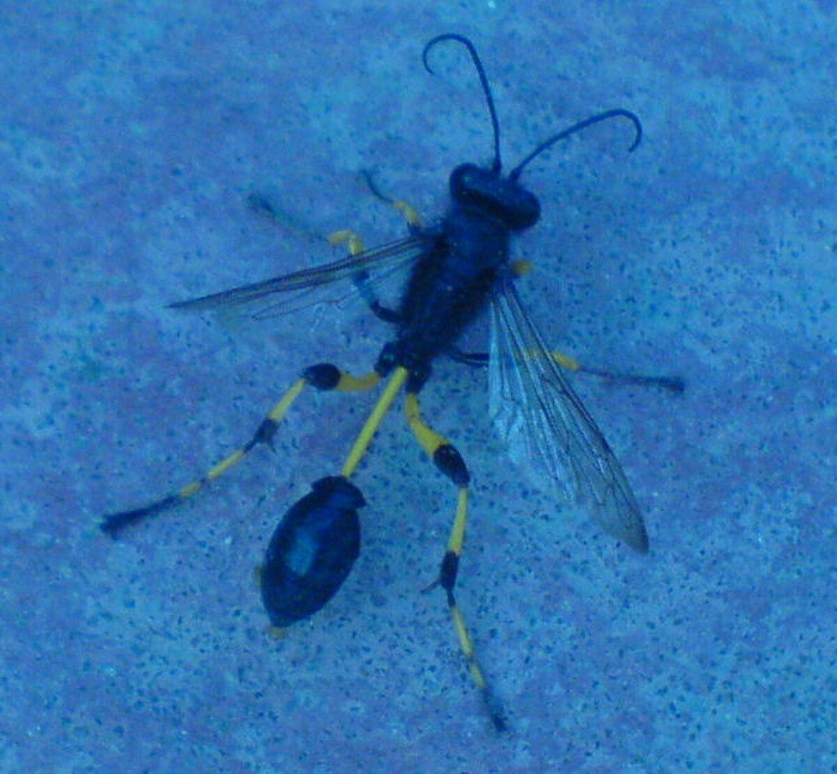Sceliphron