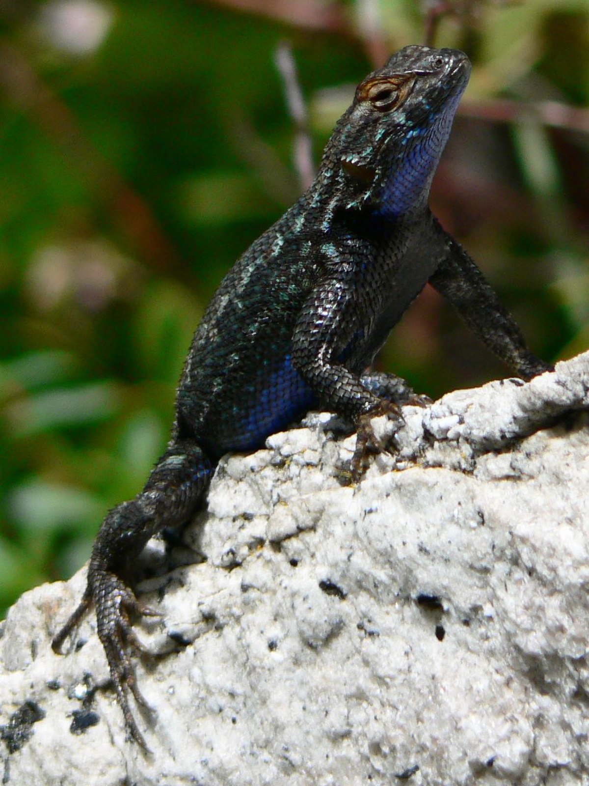 Lézard des palissades