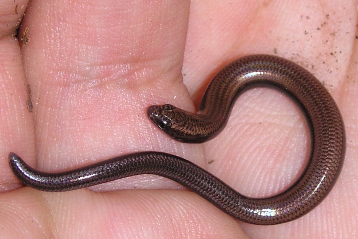 Scelotes