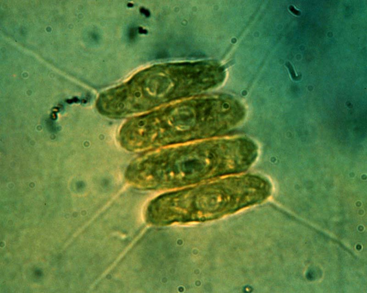 Chlorophyceae