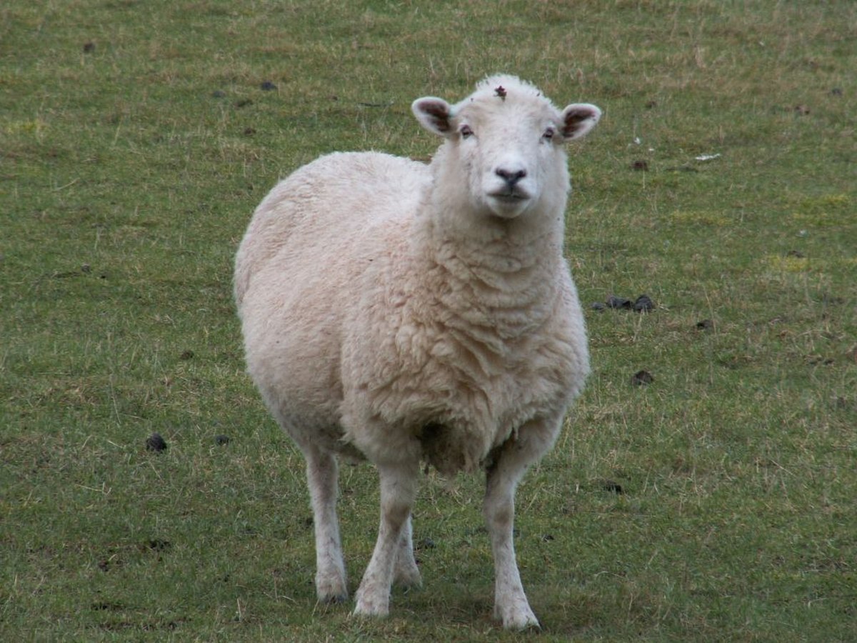 Ovis