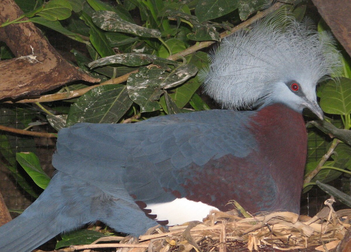 Scheepmakers Kroonduif, Southern Crowned Pigeon, Goura scheepmakeri, Diergaarde Blijdorp, Rotterdam, december 2007.jpg