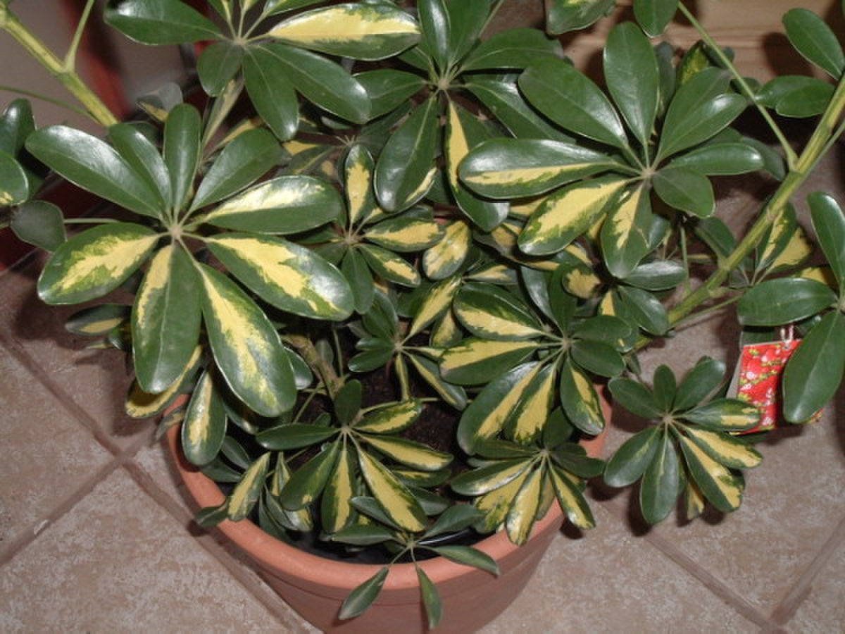 Schefflera