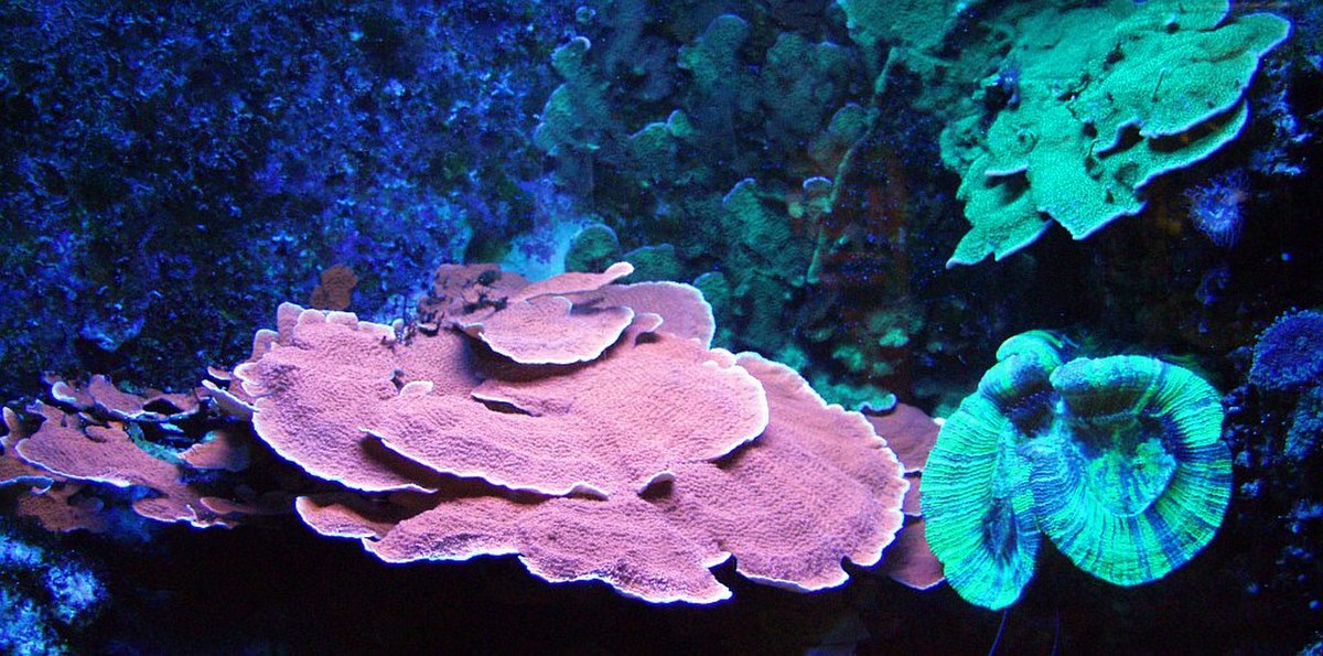 Un anthozoaire (Actinodiscus sp.)