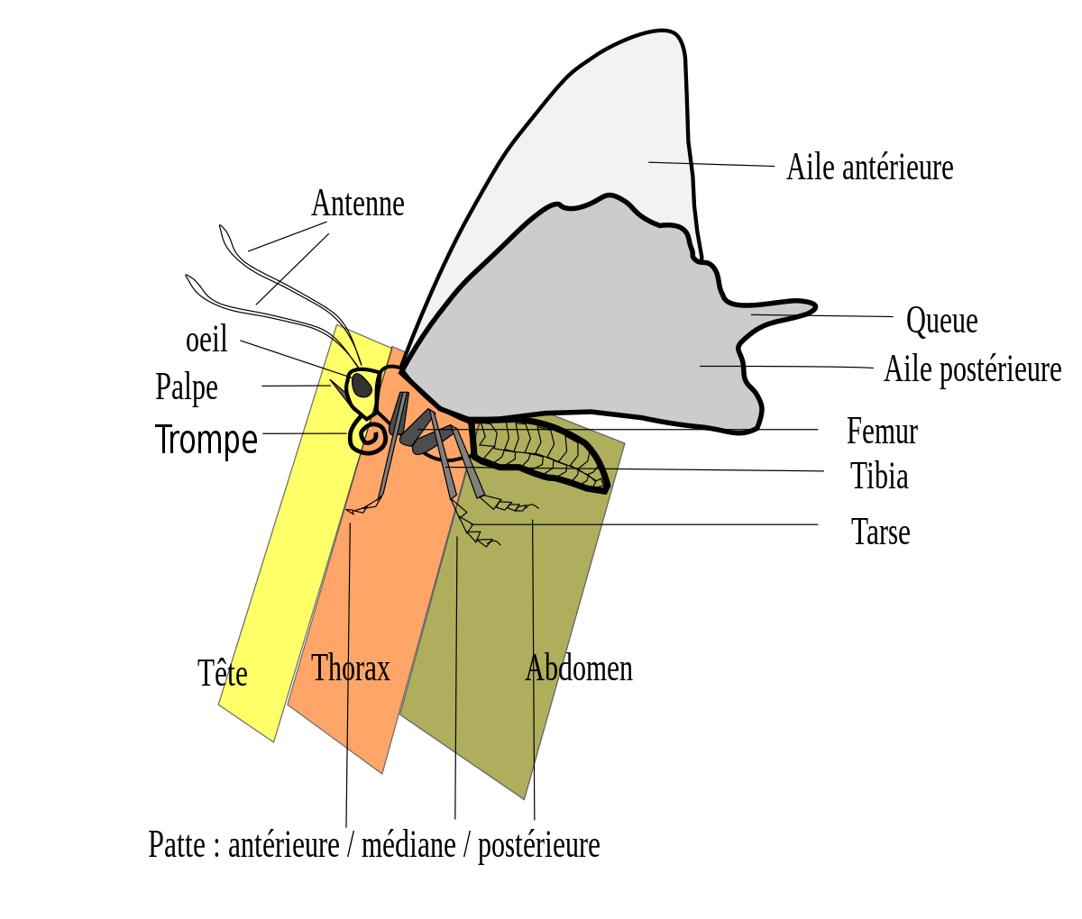 Morphologie des lépidoptères