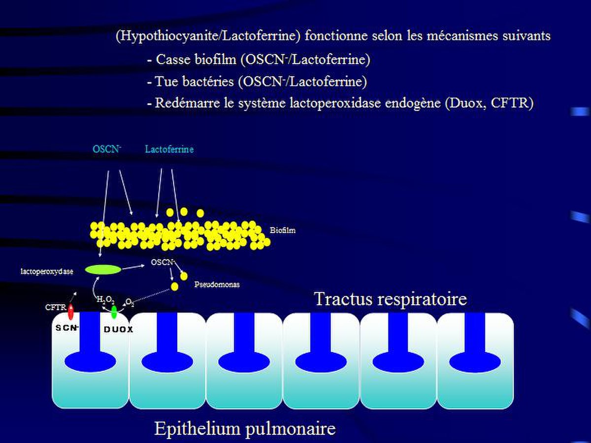 Hypothiocyanite
