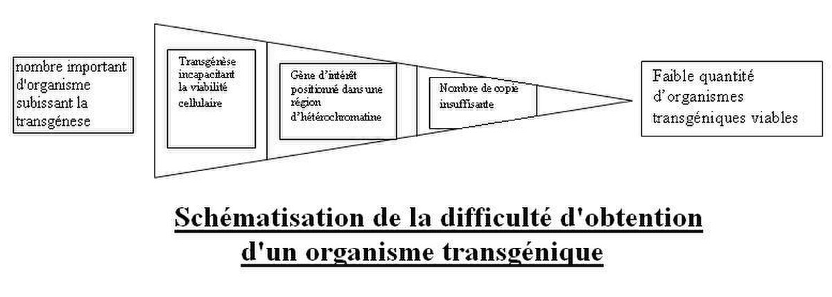 Schématisationtrans.JPG