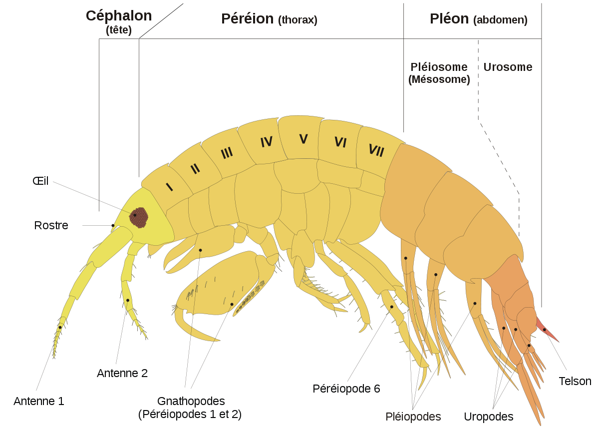 Schéma anatomique d'un amphipode.