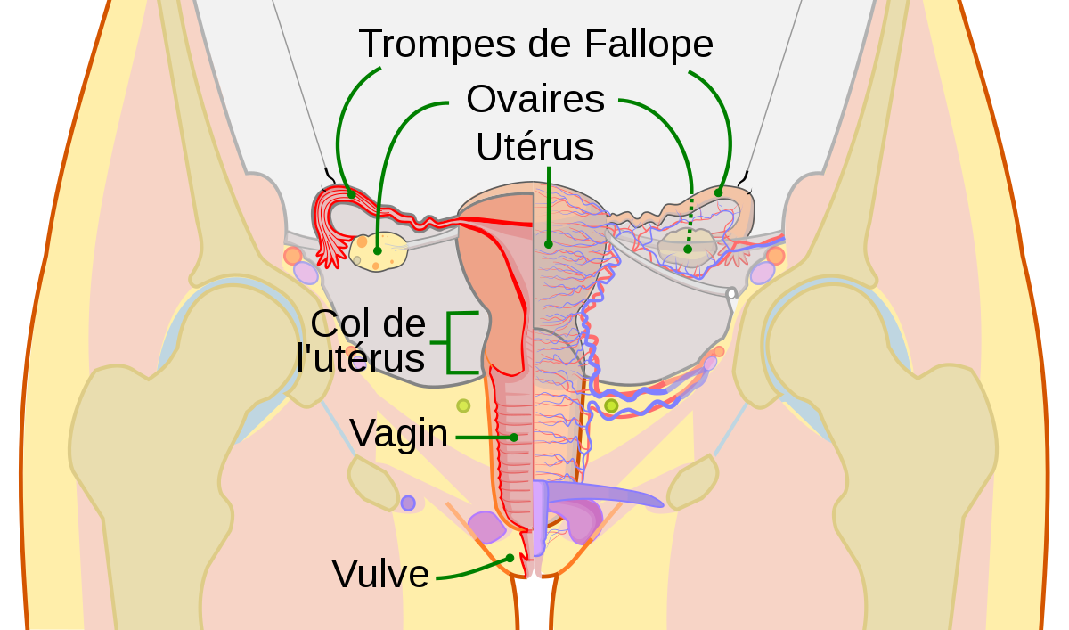 Ovaire (anatomie)