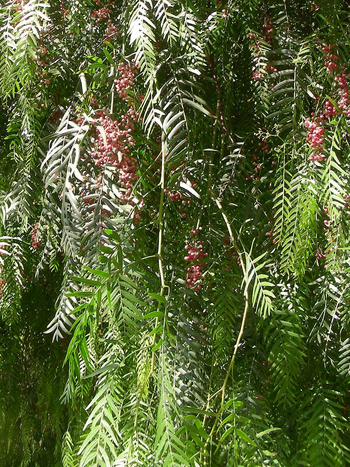 Fruits de Schinus molle