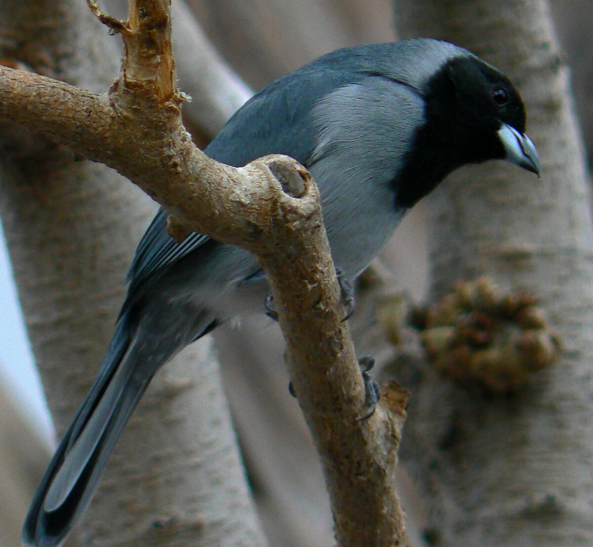 Tangara à camail