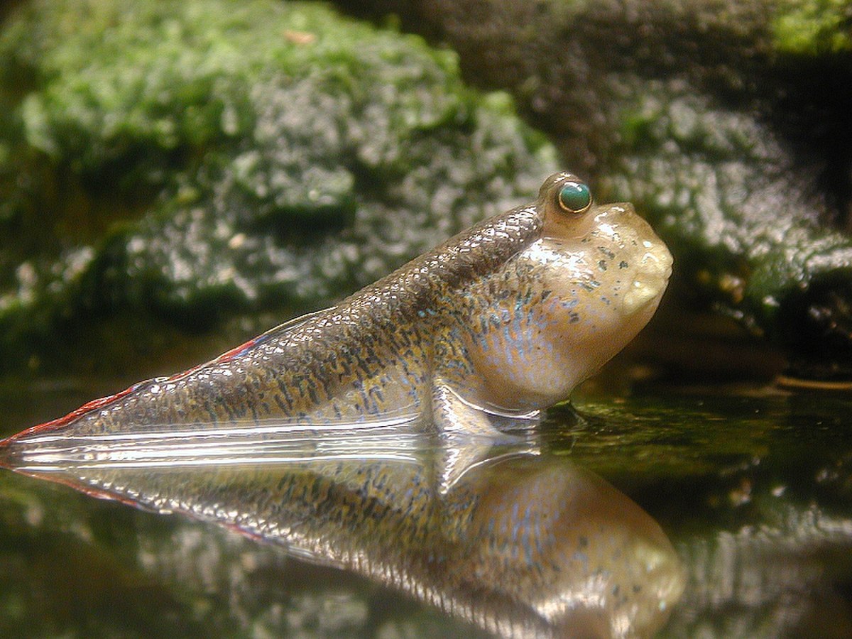 Periophthalmus